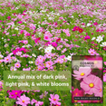 thumbnail image 3 of Sensation Mix Cosmos Seeds - Non GMO Heirloom Varieties for your Flower Garden - 4 Pack, 3 of 5