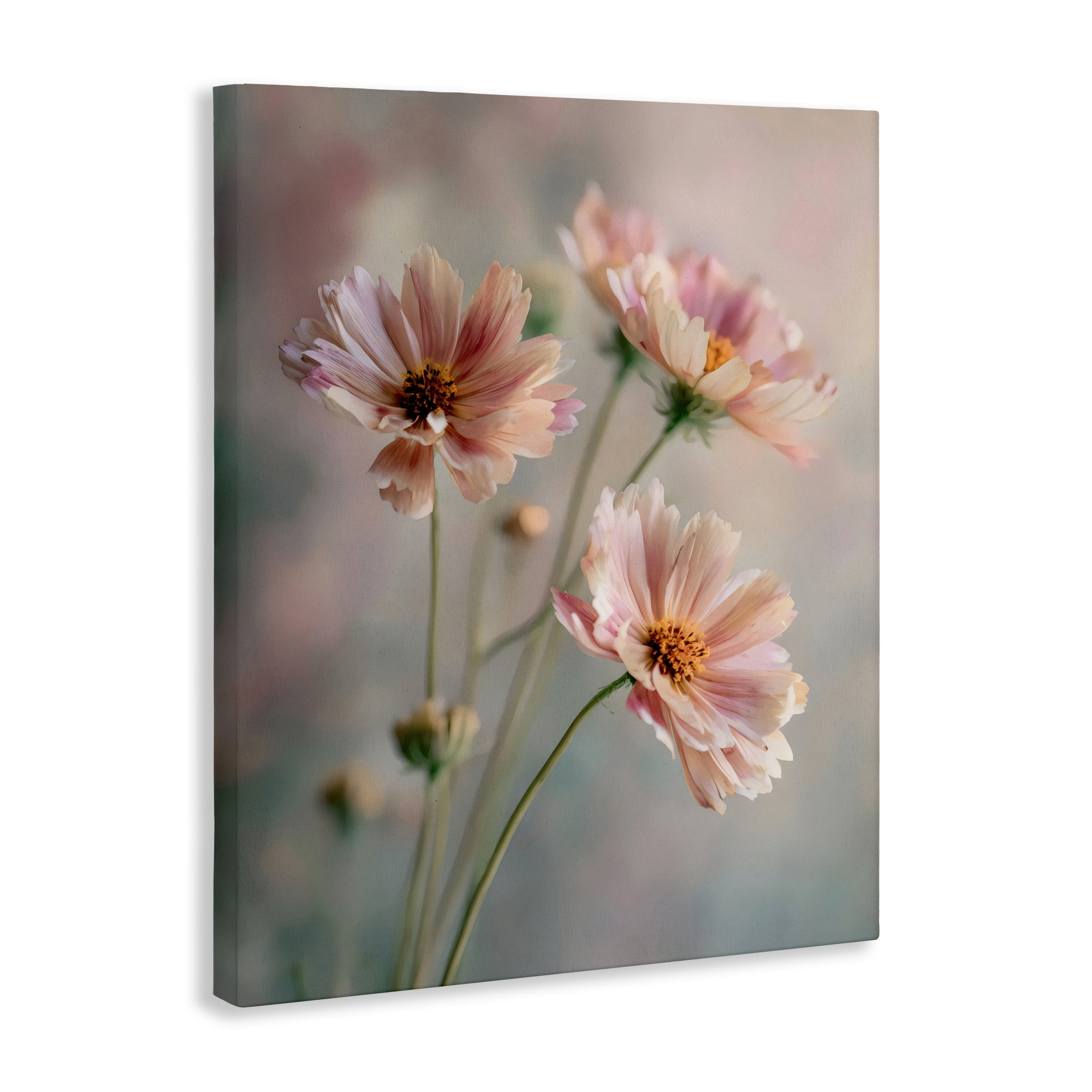 Stupell Industries Pink Daisies Close Up Canvas Wall Art, design by Franklyn Gregory