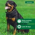 Advantage II Flea Prevention for XL Dogs 55 lbs+, 4