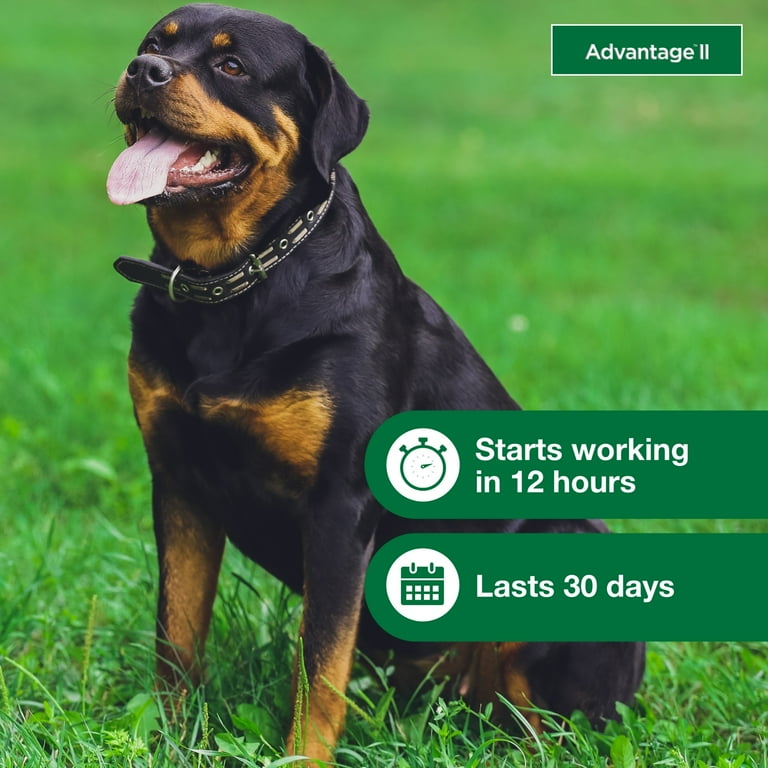 Advantage II Vet Recommended Flea Prevention for XL Dogs 55 lbs 6 Monthly Treatments Walmart