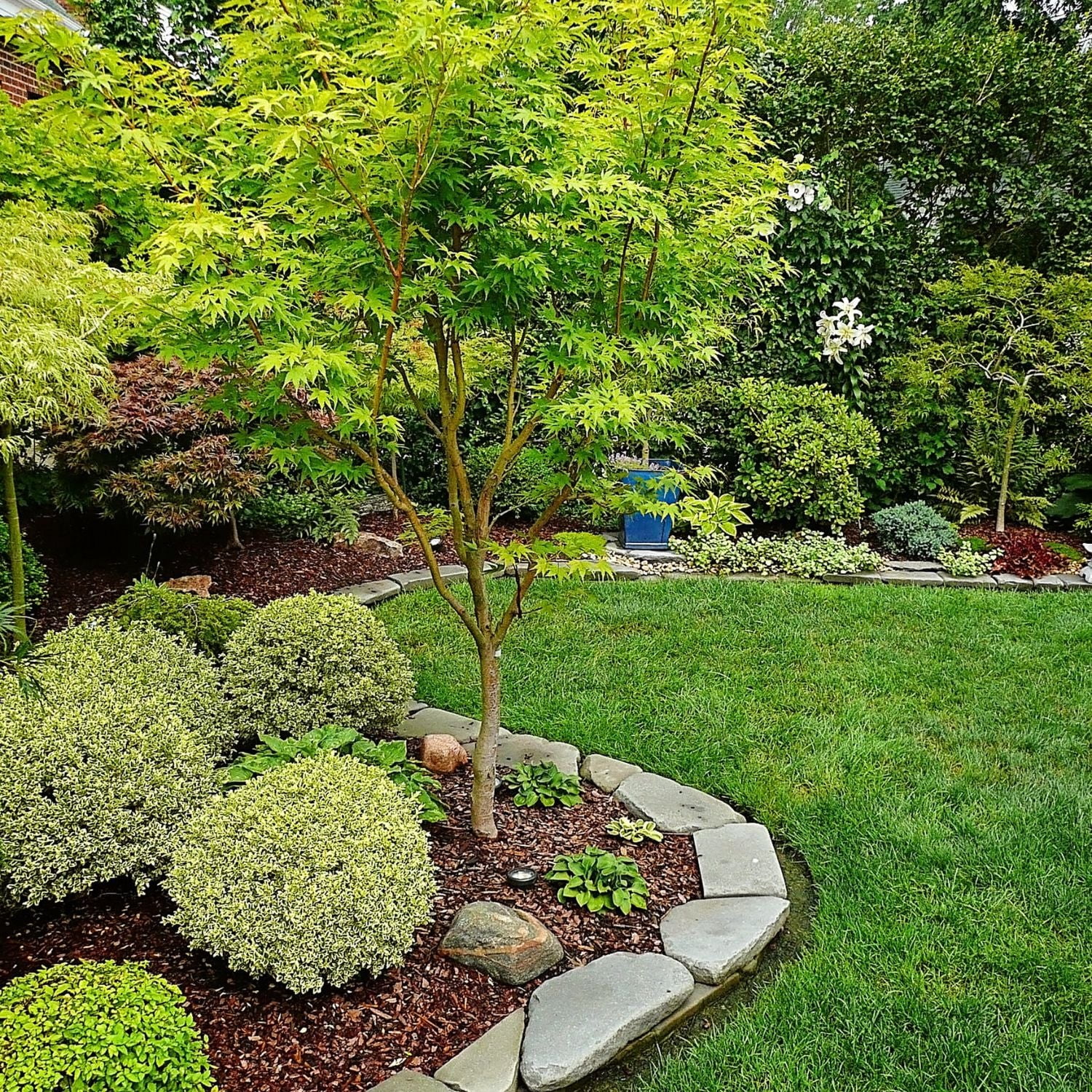 Expert Gardener 4-5' Maple Japanese Sango kaku in 2 gal. Grower Pot