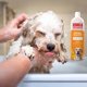 thumbnail image 5 of Champú para Perros KONG Avena y Miel 473 ml, 5 of 9