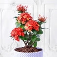 thumbnail image 2 of Premium Ixora Plant Soil Mix by Gardenera Labs - Stimulate Growth and Elevate Colorful Blooms with Nourishing Formula - 5 Quart, 2 of 3