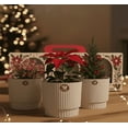 thumbnail image 4 of Set Navideño de 3 Macetas Decorativas con base Altomonte color Marfil, 4 of 4