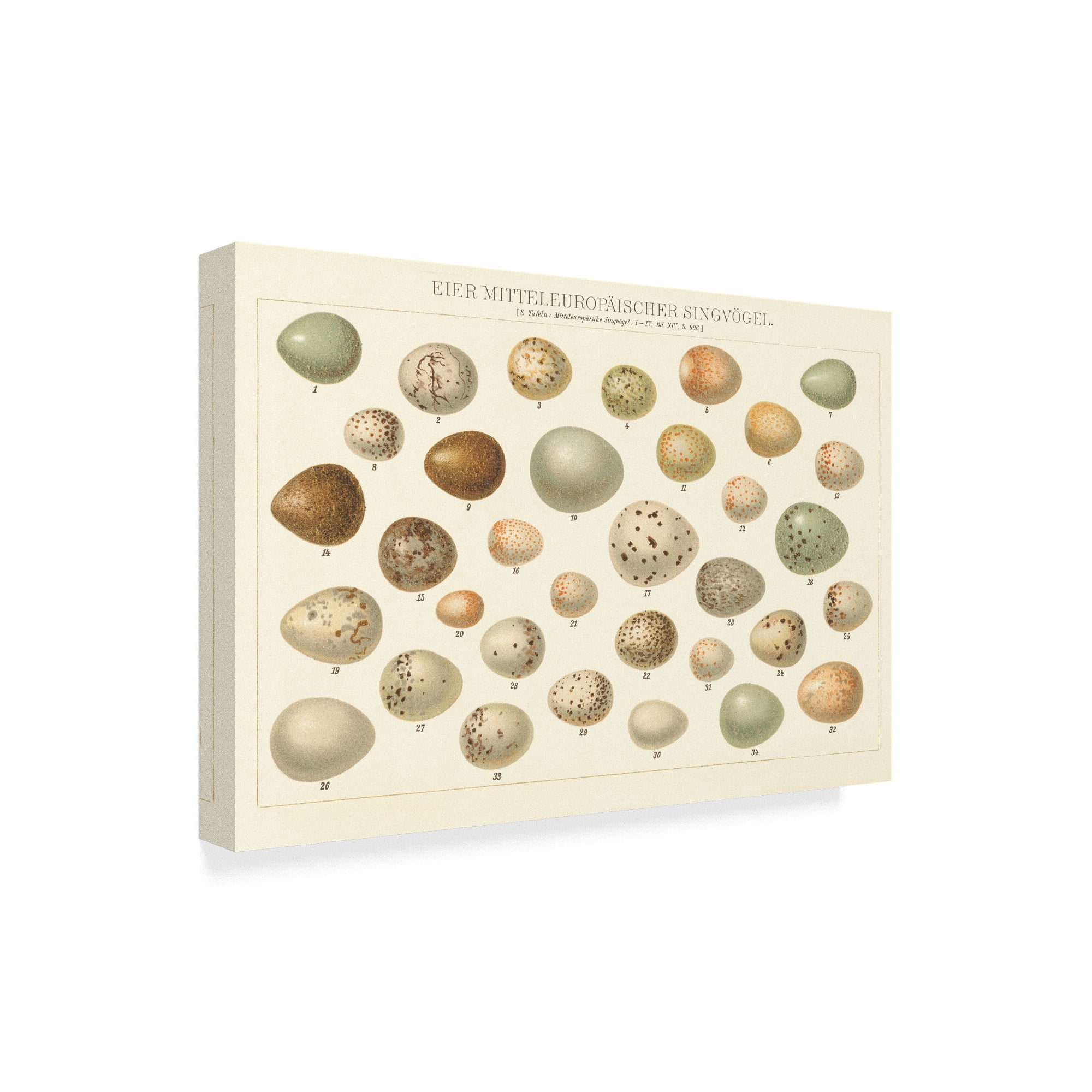 Trademark Fine Art 'Song Bird Egg Chart v2' Canvas Art by Wild Apple Portfolio