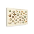 thumbnail image 2 of Trademark Fine Art 'Song Bird Egg Chart v2' Canvas Art by Wild Apple Portfolio, 2 of 3
