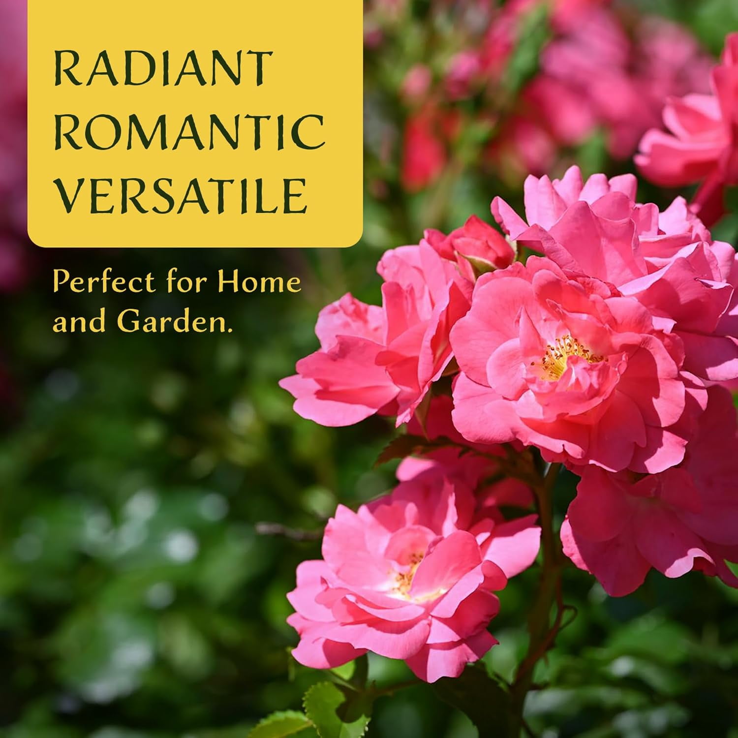 6 Pink Carpet Roses | Live Plants in 2.5-inch Nursery Cubes | Rosa ‘Flower Cover Pink’ Variety | Floral Perennial Shrub with Extended Blooms | Effortless Ground Cover for Home and Garden Landscaping