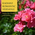 thumbnail image 3 of 6 Pink Carpet Roses | Live Plants in 2.5-inch Nursery Cubes | Rosa ‘Flower Cover Pink’ Variety | Floral Perennial Shrub with Extended Blooms | Effortless Ground Cover for Home and Garden Landscaping, 3 of 8