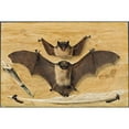 thumbnail image 2 of Gabriel Orm 18x13 Gold Ornate Wood Frame and Double Matted Museum Art Print Titled - Trompe L’Oeil Two Bats Nailed to a Timber Wall, Knife and Quill Pen (1738), 2 of 4