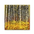 thumbnail image 2 of Trademark Fine Art Roderick Stevens 'Fall Aspens' 24 x 24 (RS997-C2424GG), 2 of 4