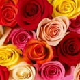 thumbnail image 5 of KaBloom : Bouquet of 24 Assorted Rose Next-Day Delivery, Gift for Every Occasion., 5 of 5