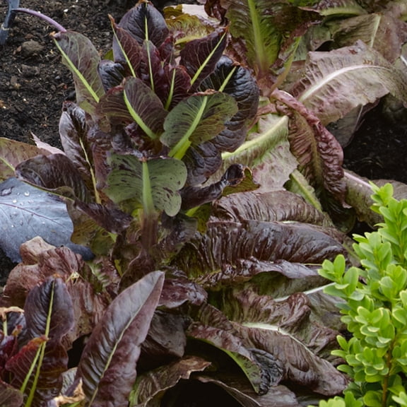 Deer Tongue - Red Leaf Lettuce Seeds - 5 Lb Bulk ~2000000 Seeds - Non-GMO, Heirloom - Vegetable Garden - Lactuca sativa