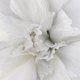thumbnail image 4 of de Festival de de Bricolaje de Flores de Peonía Artificial Grande de 60 Cm Blanco perfecl Flor artificial de Penoy, 4 of 8