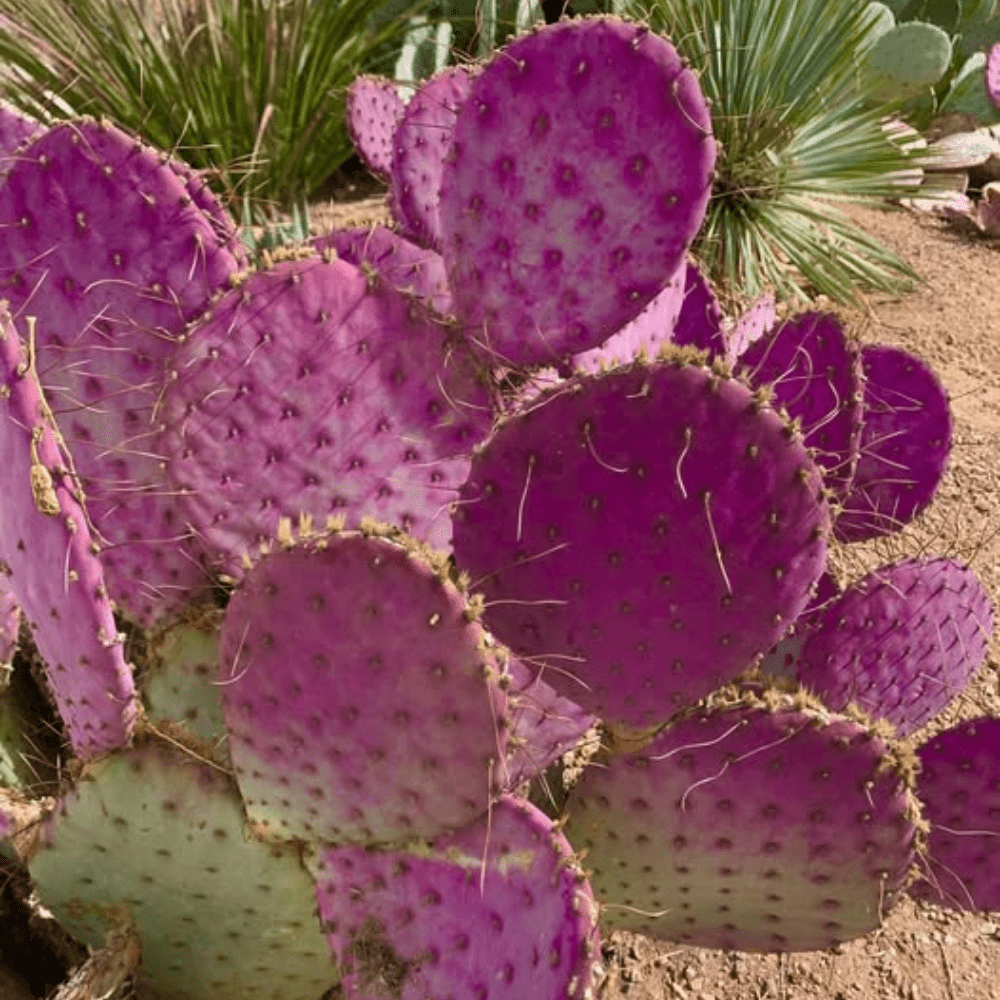 Purple Prickly Pear Plant, Prickly Pear Cactus Live Plant, 3 Inch Pot