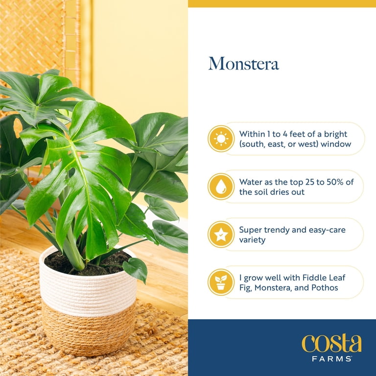 monstera minima groß Monstera minima kaufen