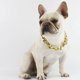 thumbnail image 4 of French Fighting Dog Bully Gold Chain Perro Pequeño y Mediano yeacher Collar, 4 of 6