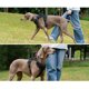 thumbnail image 4 of Arneses tácticos para perros chaleco reflectante ajustable con asa reforzada, 4 of 8