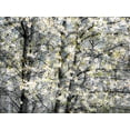 thumbnail image 2 of Gulin, Sylvia 24x19 Black Ornate Wood Framed with Double Matting Museum Art Print Titled - USA-Washington State-Fall City wild cherry springtime blooming, 2 of 4