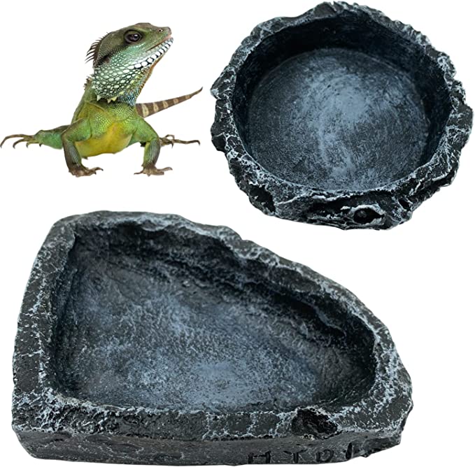 bearded dragon food dish