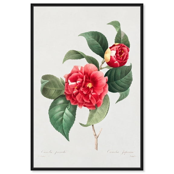 Art Remedy Botanical Prints Canvas, 10" x 15", Black Frame, Japonica in Bloom