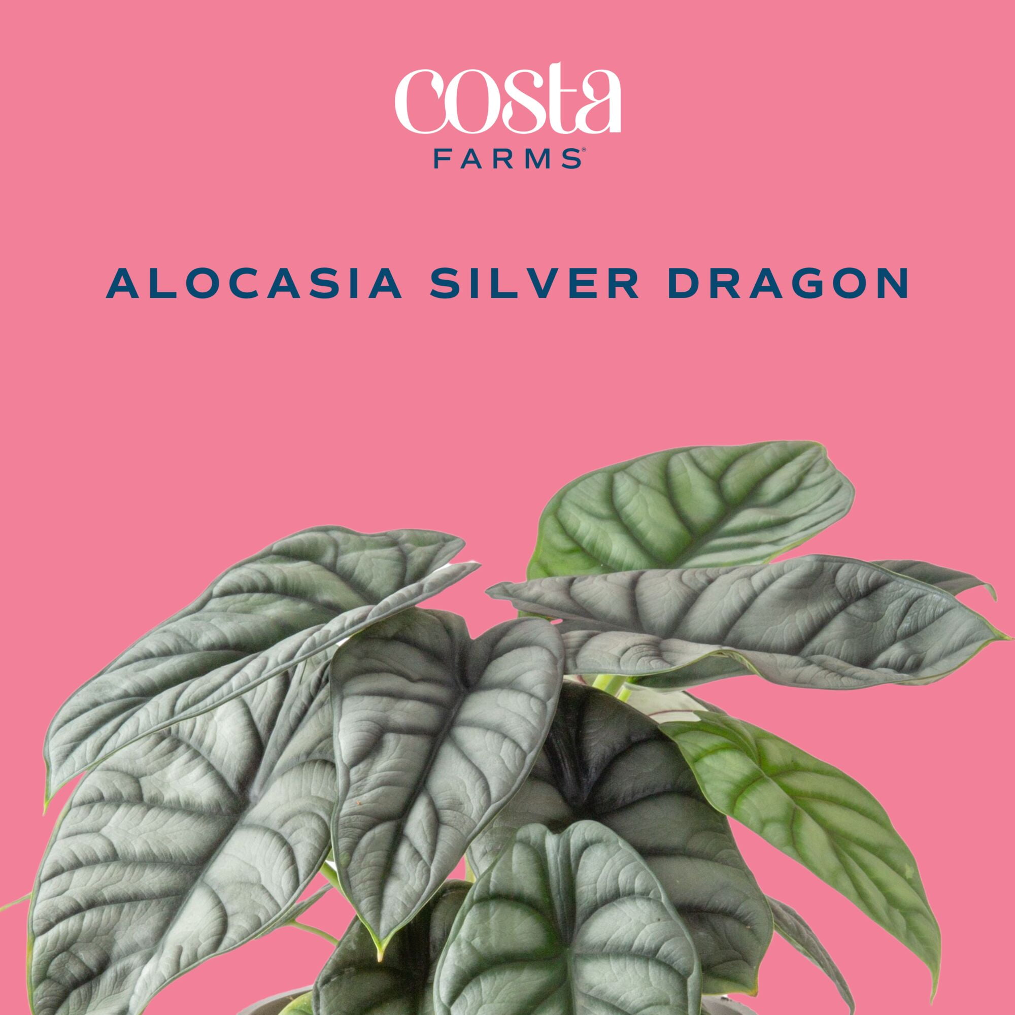Costa Farms 9" Alocasia Silver Dragon Live House Plants in 5" Self-Watering Pot