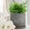 Gray#09, variant on Garden Pots, S/2 TRIBAL LOOK FOOTED PLANTER 6/8", BLACK, Black Planters For Outdoor Plants,Ceramic Outdoor Garden Planters, Garden & Outdoor Garden Supplies Garden Pots & Planters S/2 TRIBAL LOOK F