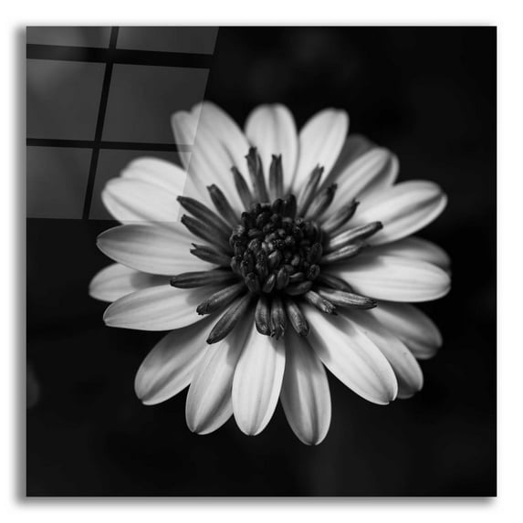Epic Art 'Sunny Bloom Monochrome' by Leah McLean, Acrylic Glass Wall Art, 12"x12"