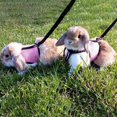 thumbnail image 2 of Harnais pour Lapin Outil de Traction Réglable Comcompatible Harnais en Maille Douce pour Furet Rats Hamster Ensemble Gilet Laisse Fournitures pour Animaux, 2 of 2