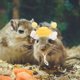 thumbnail image 4 of BESTYASH Gorro Tejido Para Hámster Y Pequeñas Mascotas Color Amarillo Para Fiestas, 4 of 8