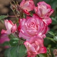 thumbnail image 2 of Heirloom Roses Live Plant - Candy Cane Cocktail™ Floribunda Pink Flowers - White Rose Plant, 2 of 6