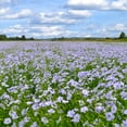 thumbnail image 2 of Outsidepride Blue Flax Linum Perenne Flower Seed - 1/4 LB, 2 of 3