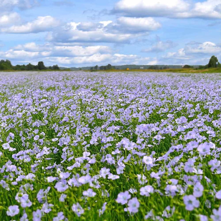 wildflower seeds Organo Republic