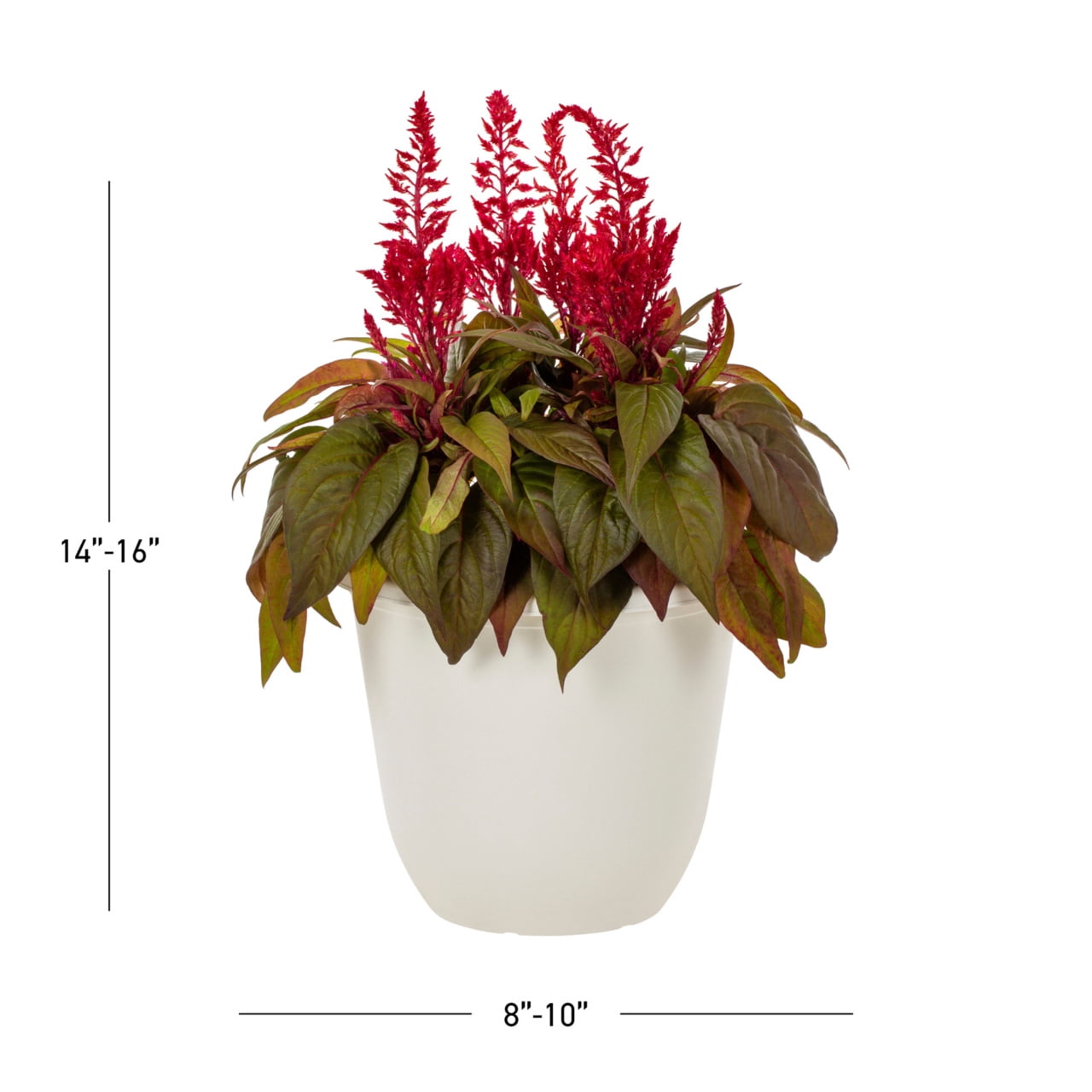 Dragons Breath 1.5gal Red Celosia Live Annual Plant Decorative Pot Sun