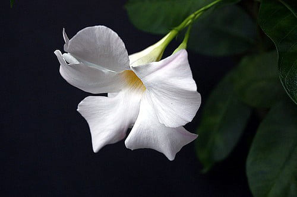 White Brazil Jasmine Plant - Mandevilla/Dipladenia - 6" Pot/Trellis