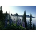 thumbnail image 2 of National Geographic Misty Forest With Purple Flowers Poster Decal, 2 of 2
