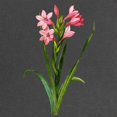 thumbnail image 2 of CafePress - Gladiolus Laccatus By Pierre Joseph Redoute Matern - Maternity Dark T-Shirt, 2 of 3
