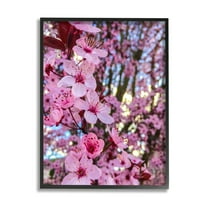 Stupell Industries Spring Pink Cherry Blossom Flowers Blooming Photography Photograph Black Framed Art Print Wall Art, Design by Heidi Bannon