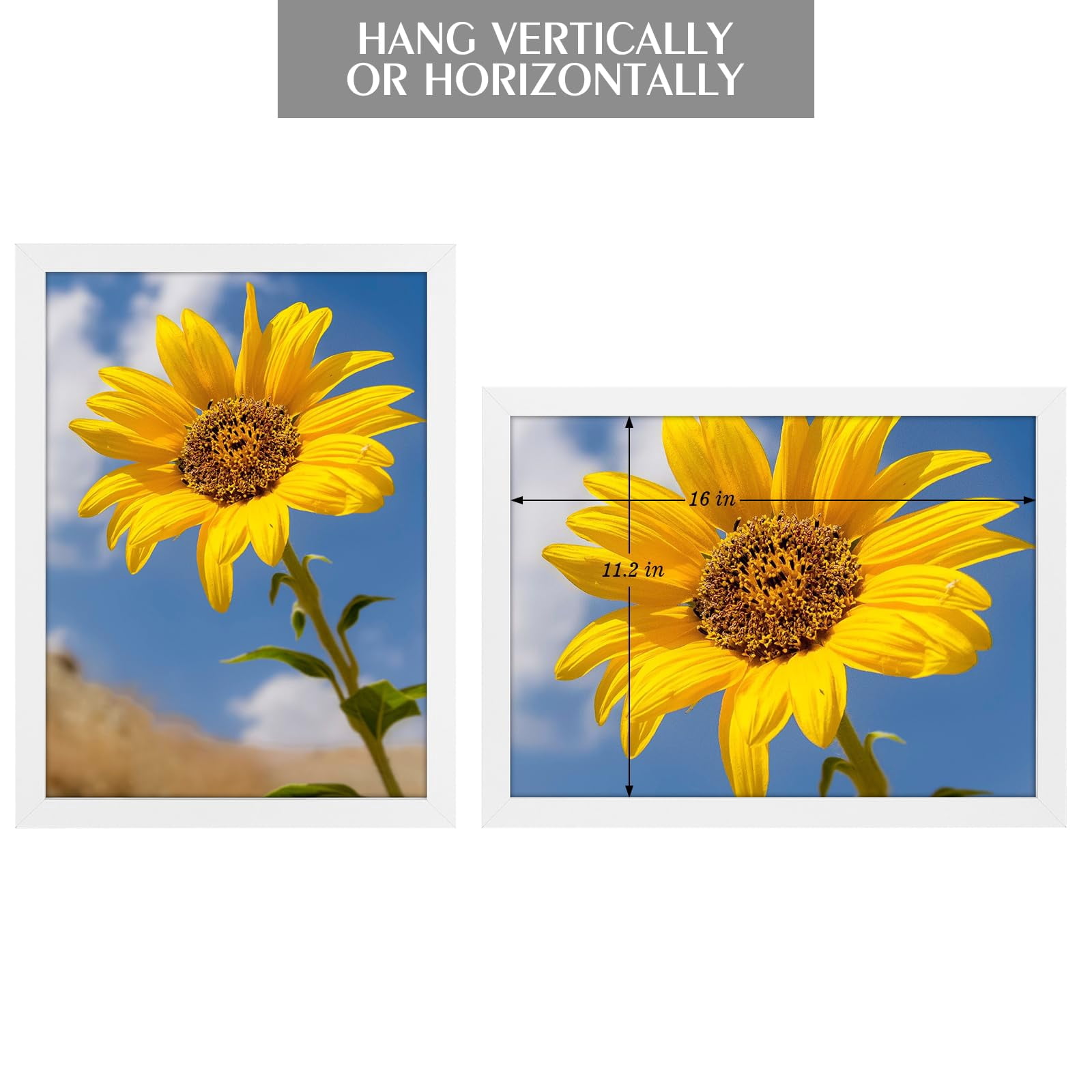 Golden State Art A3 11.7x16.5 Inch Picture Frames with Plexiglass, White, Set of 2
