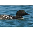 thumbnail image 2 of Archer, Ken 32x23 White Modern Wood Framed Museum Art Print Titled - Common Loon, 2 of 4