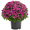 Purple, variant on Expert Gardener 3QT Yellow Garden Mum Live Plant in Grower Pot, 2-Pack