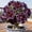 c, variant on Desert Rose-Easy Grow-Low Maintenance-Ideal for Beds Borders,Plant Pots & Planters