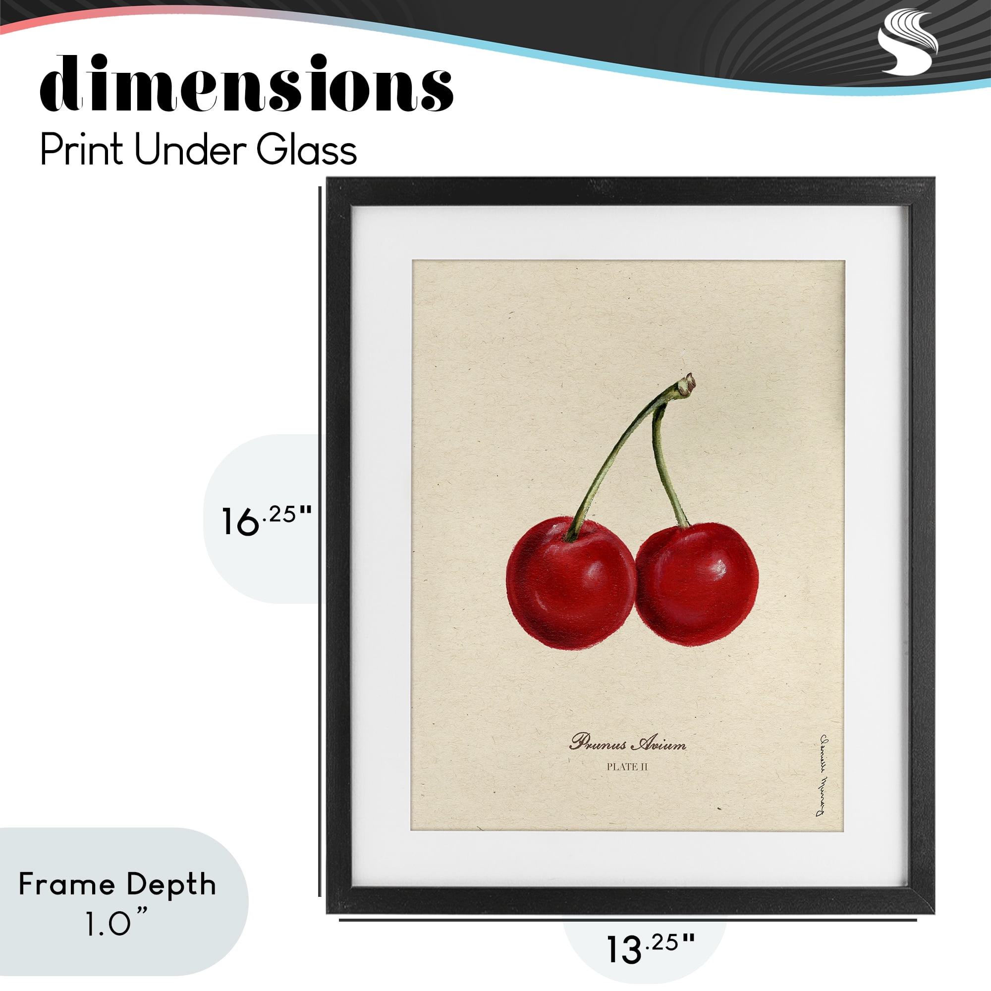 Stupell Industries Cherry Fruit Portrait Black Framed Print Under Glass, design by Danielle Murray