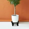 thumbnail image 2 of Outdoor Plant Stand with Wheels Black Flower Pot Tray Pots for Plants Dolly Plastic Boxes Round Indoor, 2 of 6