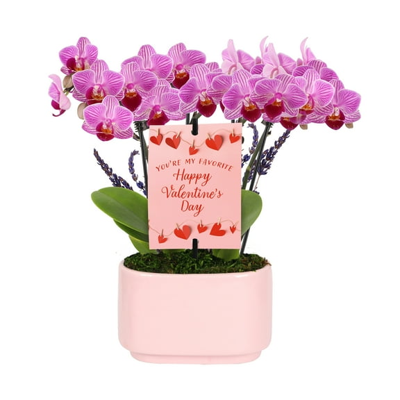 4IN Mini Pink Orchid Planter with Lavender (VDAY Edition) – Pink Jan Pot – “Favorite Valentine” Pick