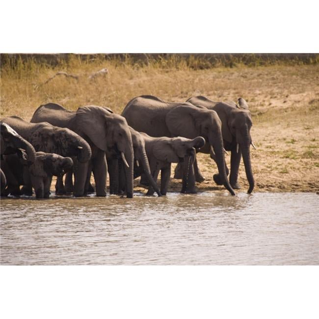 African Elephant Loxodonta Africana - Arathusa Safari Lodge - Sabi Sand Reserve - Mpumalanga - South Africa - Africa Poster Print - 18 x 12