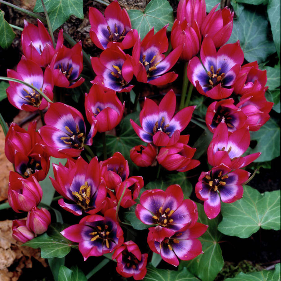 Van Zyverden Tulips Plant Bulbs (12 Count)