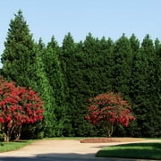 Brighter Blooms - Leyland Cypress Tree, 3-4 ft. - No Shipping to AK, AZ, HI
