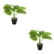 thumbnail image 3 of Planta de Tortuga Inteprter Ecológica Bajo Mantenimiento 2piezas JH5475, 3 of 6