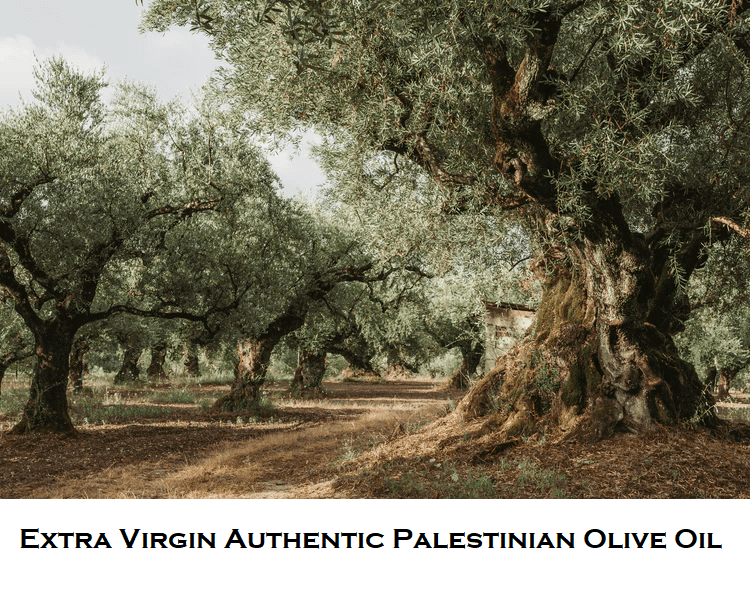 Al'ARD Extra Virgin Olive Oil First Cold Pressed 500mL/16.9fl.oz. One (1) Bottle - زيت زيتون الأرض الفلسطيني