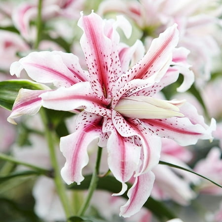 Magic Star Double Oriental Lily Flower Bulbs - 3 Lilies Bulbs per Pack - Attracts Butterflies and Hummingbirds - Good as Cut Flowers - Grows Well In Containers - Perennializing - Pleasantly Scented